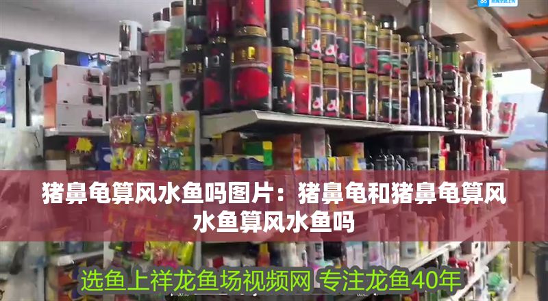 豬鼻龜算風水魚嗎圖片：豬鼻龜和豬鼻龜算風水魚算風水魚嗎