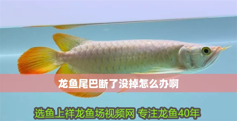 龍魚(yú)尾巴斷了沒(méi)掉怎么辦啊 龍魚(yú)尾巴斷了沒(méi)掉怎么辦啊 龍魚(yú)百科 第2張