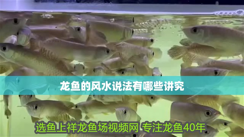龍魚的風(fēng)水說法有哪些講究