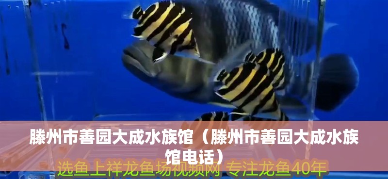 滕州市善園大成水族館（滕州市善園大成水族館電話）