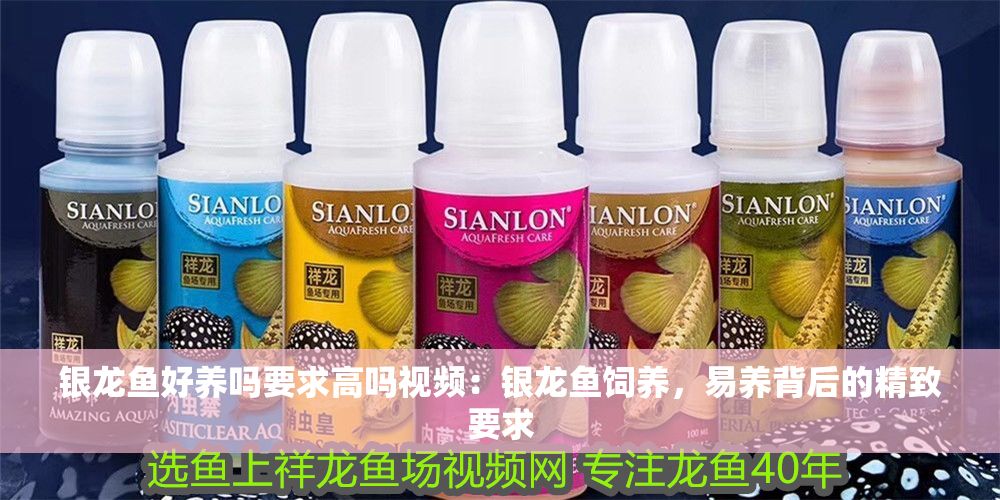 銀龍魚好養嗎要求高嗎視頻：銀龍魚飼養，易養背后的精致要求