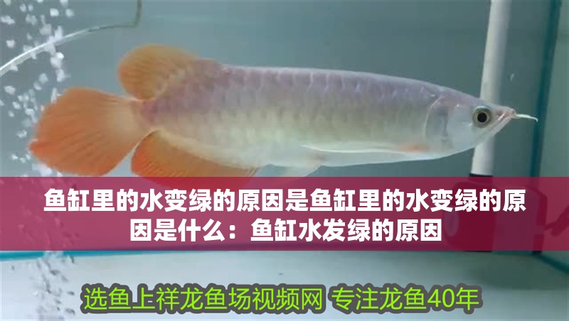 魚缸里的水變綠的原因是魚缸里的水變綠的原因是什么：魚缸水發綠的原因