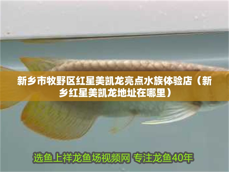 新鄉市牧野區紅星美凱龍亮點水族體驗店（新鄉紅星美凱龍地址在哪里）