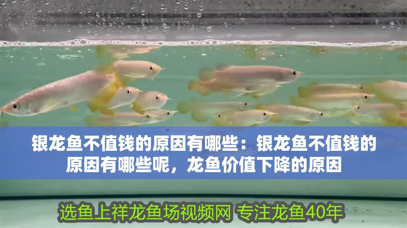 銀龍魚(yú)不值錢(qián)的原因有哪些：銀龍魚(yú)不值錢(qián)的原因有哪些呢，龍魚(yú)價(jià)值下降的原因