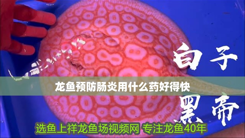 龍魚預防腸炎用什么藥好得快