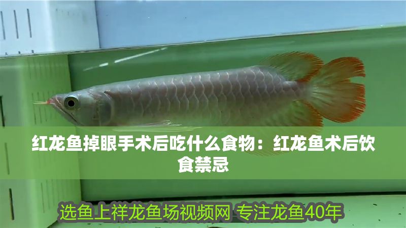 紅龍魚掉眼手術后吃什么食物：紅龍魚術后飲食禁忌 紅龍魚掉眼手術后吃什么食物：紅龍魚術后飲食禁忌 紅龍魚百科 第1張