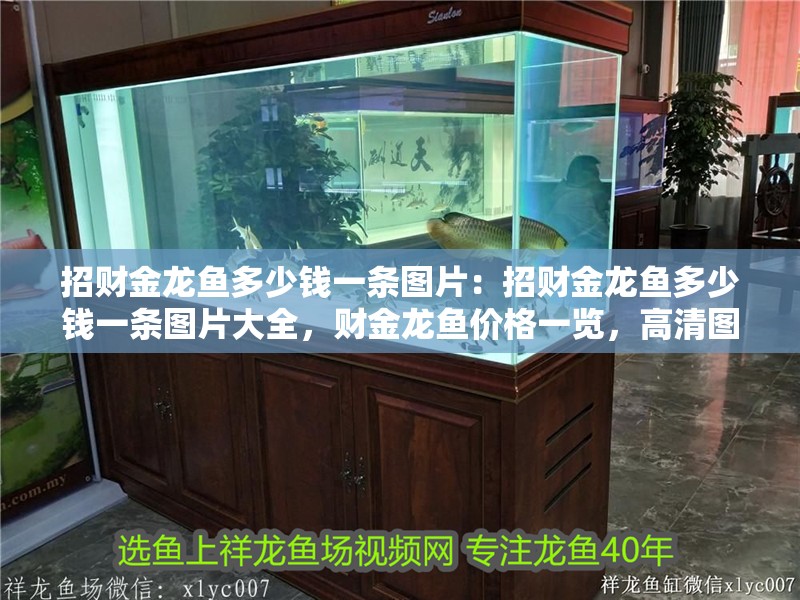 招財金龍魚多少錢一條圖片:招財金龍魚多少錢一條圖片大全,財金龍魚價格一覽,高清圖片 水族問答 招財金龍魚多少錢一條圖片:招財金龍魚多少錢一條圖片大全,財金龍魚價格一覽,高清圖片 招財金龍魚多少錢一條圖片:招財金龍魚多少錢一條圖片大全,財金龍魚價格一覽,高清圖片 水族問答