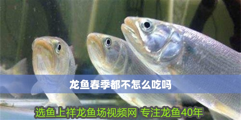 龍魚春季都不怎么吃嗎