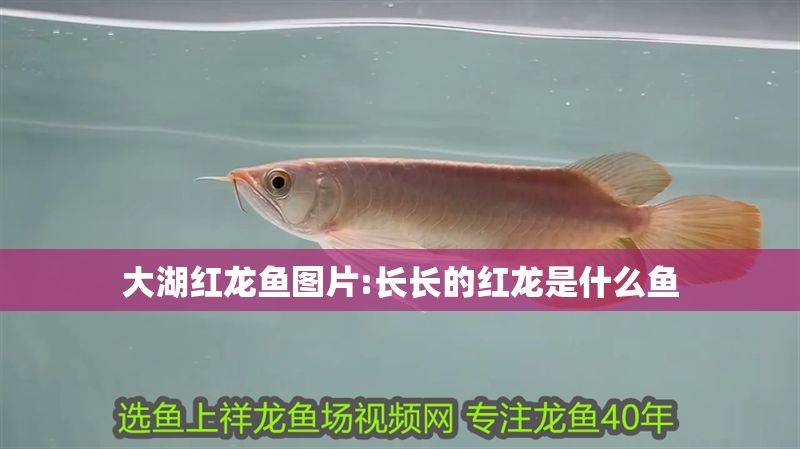 大湖紅龍魚圖片:長長的紅龍是什么魚 大湖紅龍魚圖片:長長的紅龍是什么魚 大湖紅龍魚百科 第1張