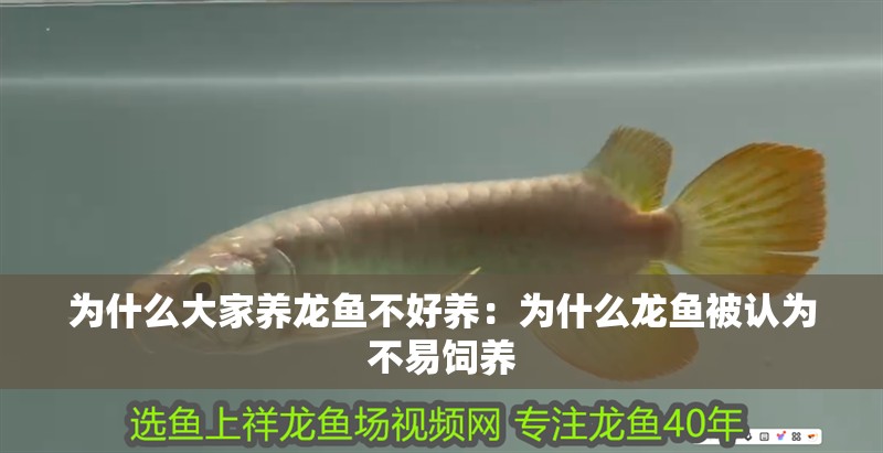 為什么大家養(yǎng)龍魚不好養(yǎng)：為什么龍魚被認為不易飼養(yǎng)