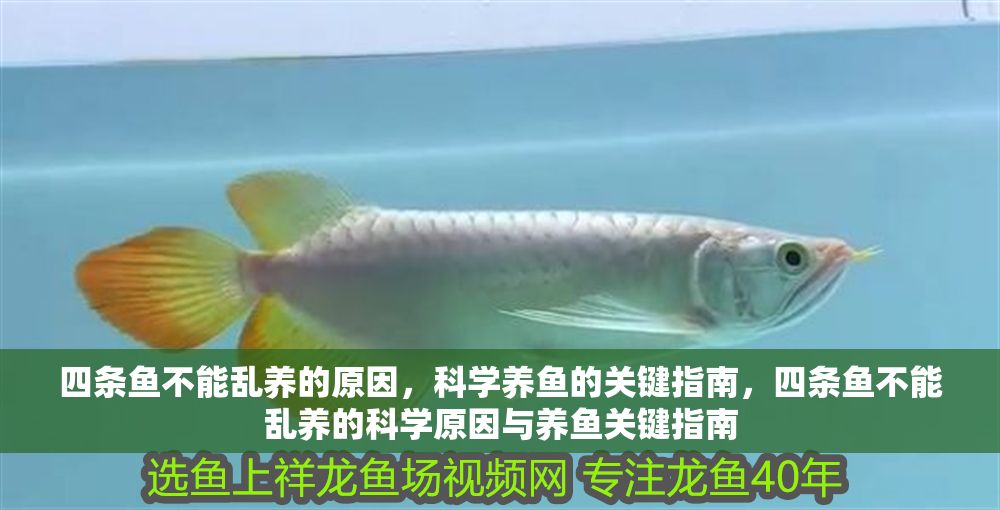 四條魚不能亂養的原因，科學養魚的關鍵指南，四條魚不能亂養的科學原因與養魚關鍵指南