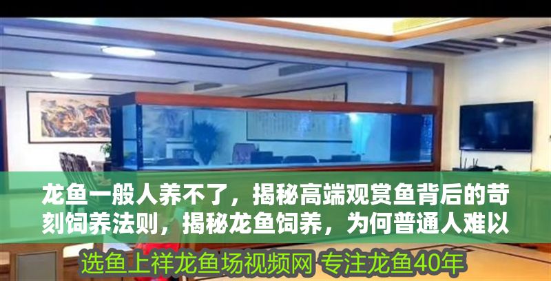 龍魚一般人養不了，揭秘高端觀賞魚背后的苛刻飼養法則，揭秘龍魚飼養，為何普通人難以駕馭的高端觀賞魚？