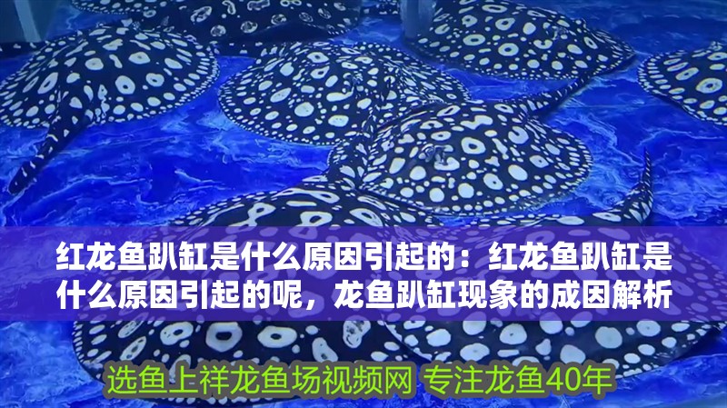 紅龍魚趴缸是什么原因引起的：紅龍魚趴缸是什么原因引起的呢，龍魚趴缸現(xiàn)象的成因解析 紅龍魚趴缸是什么原因引起的：紅龍魚趴缸是什么原因引起的呢，龍魚趴缸現(xiàn)象的成因解析 水族問答