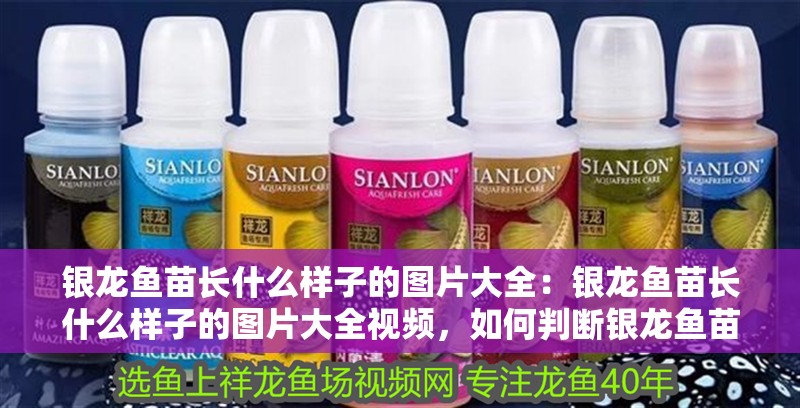 銀龍魚苗長什么樣子的圖片大全：銀龍魚苗長什么樣子的圖片大全視頻，如何判斷銀龍魚苗是否健康