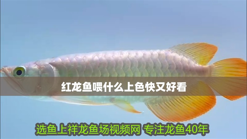 紅龍魚喂什么上色快又好看 紅龍魚喂什么上色快又好看 龍魚百科 第4張