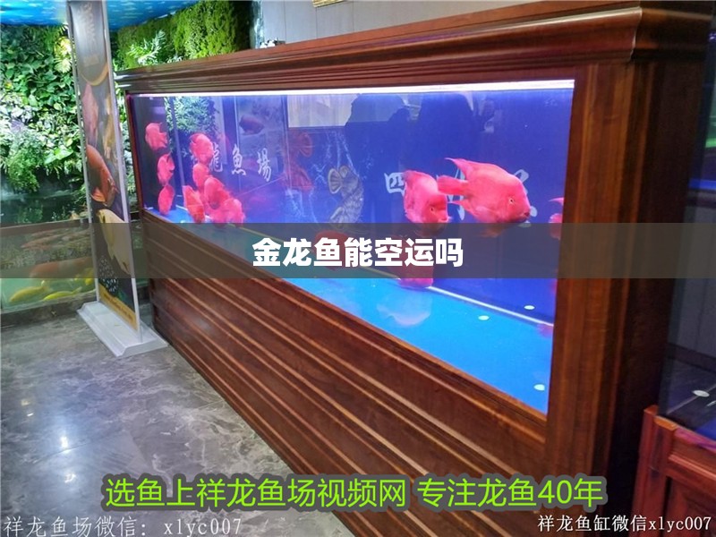 金龍魚能空運嗎