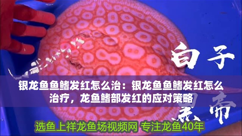 銀龍魚魚鰭發紅怎么治：銀龍魚魚鰭發紅怎么治療，龍魚鰭部發紅的應對策略 銀龍魚魚鰭發紅怎么治：銀龍魚魚鰭發紅怎么治療，龍魚鰭部發紅的應對策略 水族問答