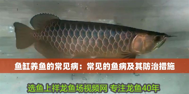 魚缸養魚的常見病：常見的魚病及其防治措施