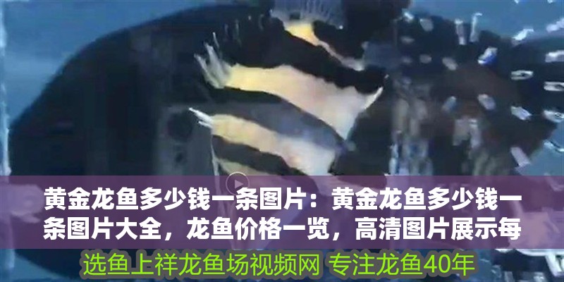 黃金龍魚多少錢一條圖片：黃金龍魚多少錢一條圖片大全，龍魚價格一覽，高清圖片展示每 黃金龍魚多少錢一條圖片：黃金龍魚多少錢一條圖片大全，龍魚價格一覽，高清圖片展示每 水族問答