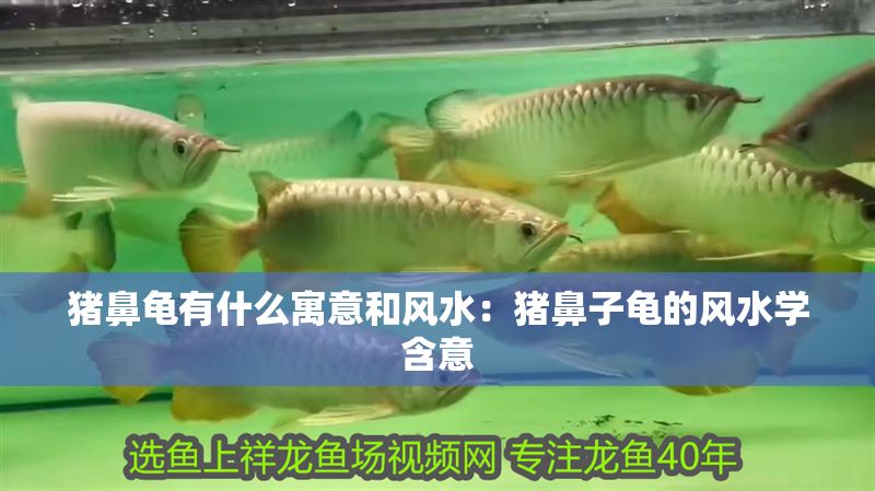 豬鼻龜有什么寓意和風水：豬鼻子龜?shù)娘L水學含意