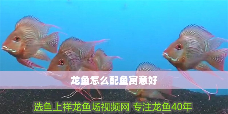 龍魚怎么配魚寓意好