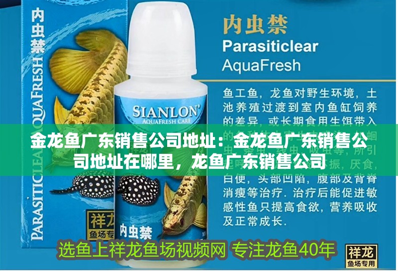 金龍魚廣東銷售公司地址：金龍魚廣東銷售公司地址在哪里，龍魚廣東銷售公司