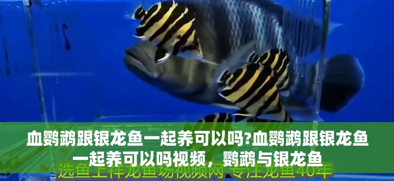 血鸚鵡跟銀龍魚一起養可以嗎?血鸚鵡跟銀龍魚一起養可以嗎視頻，鸚鵡與銀龍魚