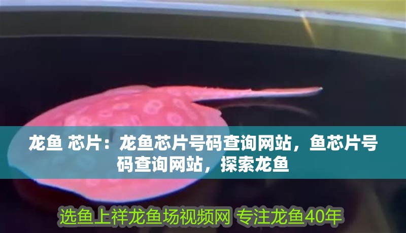 龍魚(yú) 芯片：龍魚(yú)芯片號(hào)碼查詢網(wǎng)站，魚(yú)芯片號(hào)碼查詢網(wǎng)站，探索龍魚(yú)