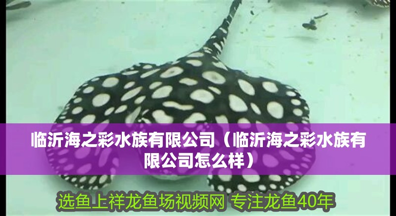 臨沂海之彩水族有限公司(臨沂海之彩水族有限公司怎么樣) 全國水族館企業名錄 第2張 臨沂海之彩水族有限公司(臨沂海之彩水族有限公司怎么樣) 臨沂海之彩水族有限公司(臨沂海之彩水族有限公司怎么樣) 全國水族館企業名錄 第2張