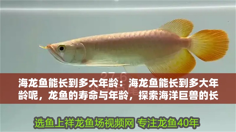 海龍魚能長到多大年齡：海龍魚能長到多大年齡呢，龍魚的壽命與年齡，探索海洋巨獸的長壽之謎