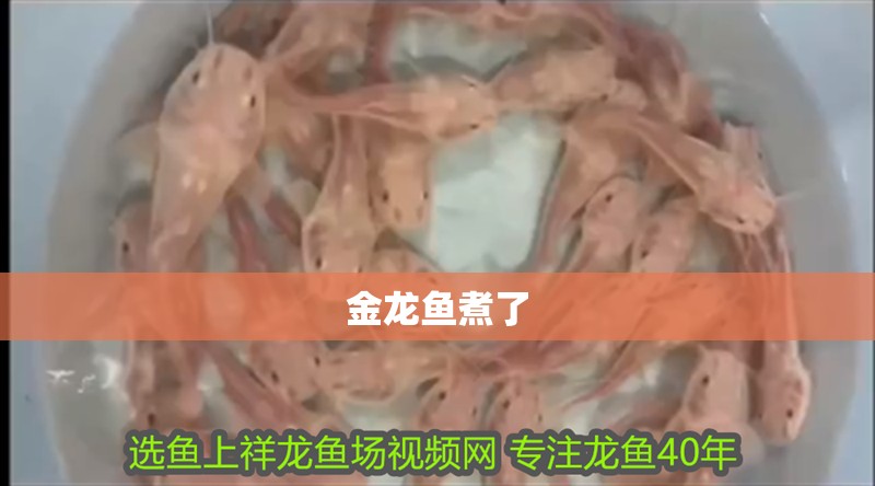 金龍魚煮了 金龍魚煮了 龍魚百科 第4張