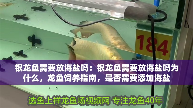 銀龍魚需要放海鹽嗎：銀龍魚需要放海鹽嗎為什么，龍魚飼養指南，是否需要添加海鹽