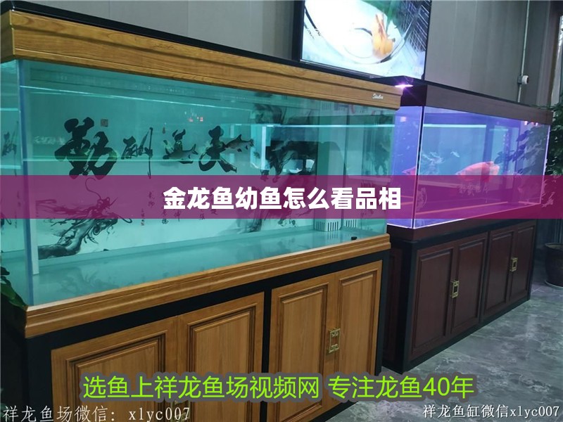 金龍魚幼魚怎么看品相
