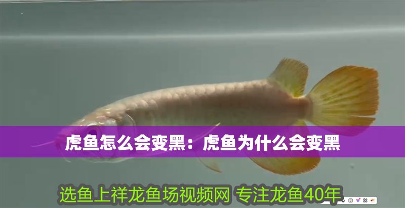 虎魚怎么會變黑：虎魚為什么會變黑