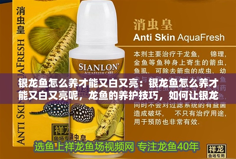 銀龍魚怎么養(yǎng)才能又白又亮：銀龍魚怎么養(yǎng)才能又白又亮呢，龍魚的養(yǎng)護技巧，如何讓銀龍魚又白又