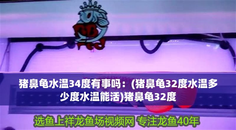 豬鼻龜水溫34度有事嗎：(豬鼻龜32度水溫多少度水溫能活)豬鼻龜32度