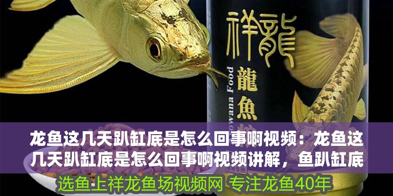 龍魚這幾天趴缸底是怎么回事啊視頻：龍魚這幾天趴缸底是怎么回事啊視頻講解，魚趴缸底現象解析與視頻教程