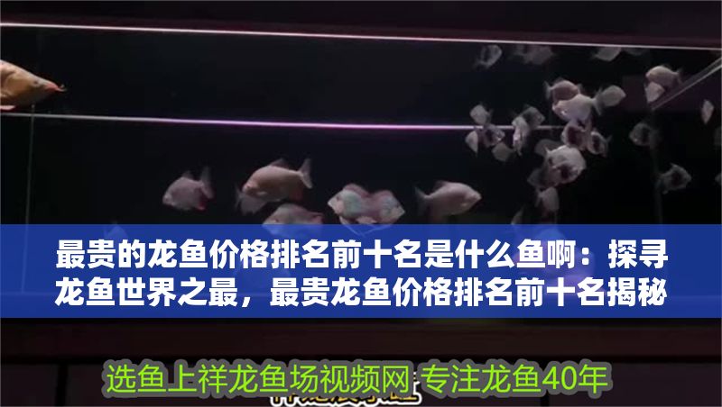 最貴的龍魚價格排名前十名是什么魚啊:探尋龍魚世界之最,最貴龍魚價格排名前十名揭秘 龍魚百科 第1張 最貴的龍魚價格排名前十名是什么魚啊:探尋龍魚世界之最,最貴龍魚價格排名前十名揭秘 最貴的龍魚價格排名前十名是什么魚啊:探尋龍魚世界之最,最貴龍魚價格排名前十名揭秘 龍魚百科 第1張