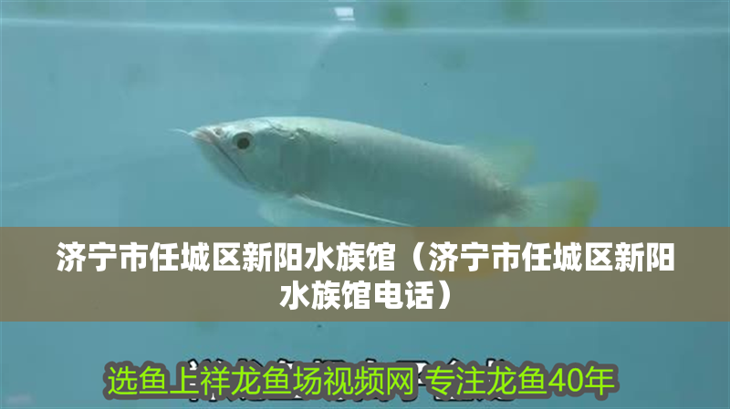 濟寧市任城區新陽水族館(濟寧市任城區新陽水族館電話) 全國水族館企業名錄 第2張 濟寧市任城區新陽水族館(濟寧市任城區新陽水族館電話) 濟寧市任城區新陽水族館(濟寧市任城區新陽水族館電話) 全國水族館企業名錄 第2張