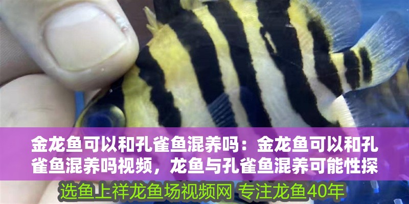 金龍魚可以和孔雀魚混養嗎：金龍魚可以和孔雀魚混養嗎視頻，龍魚與孔雀魚混養可能性探討