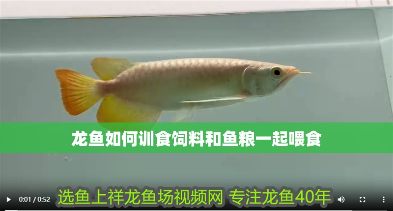 龍魚如何訓食飼料和魚糧一起喂食