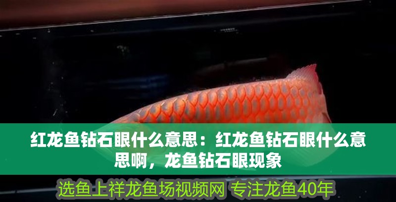 紅龍魚鉆石眼什么意思：紅龍魚鉆石眼什么意思啊，龍魚鉆石眼現象