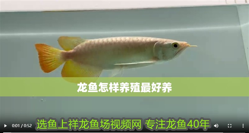 龍魚怎樣養殖最好養