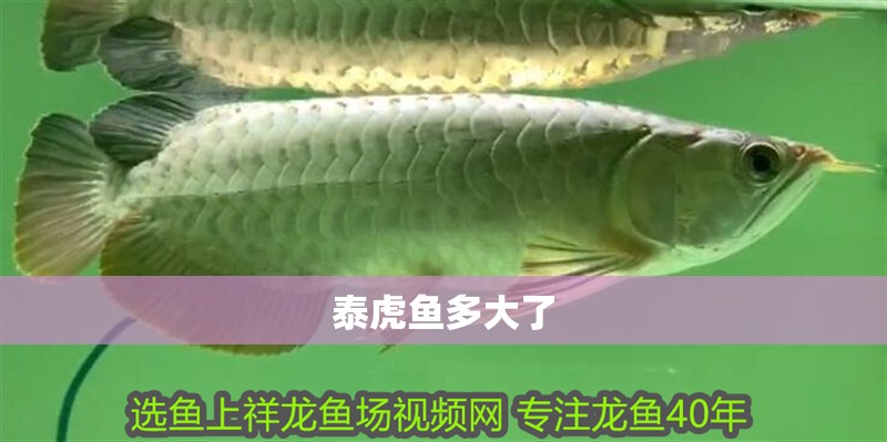 泰虎魚多大了
