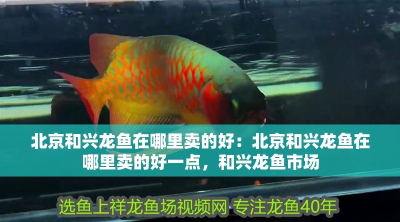 北京和興龍魚在哪里賣的好：北京和興龍魚在哪里賣的好一點，和興龍魚市場