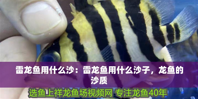 雷龍魚(yú)用什么沙：雷龍魚(yú)用什么沙子，龍魚(yú)的沙質(zhì)