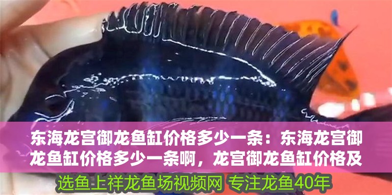 東海龍宮御龍魚缸價格多少一條：東海龍宮御龍魚缸價格多少一條啊，龍宮御龍魚缸價格及購買指南