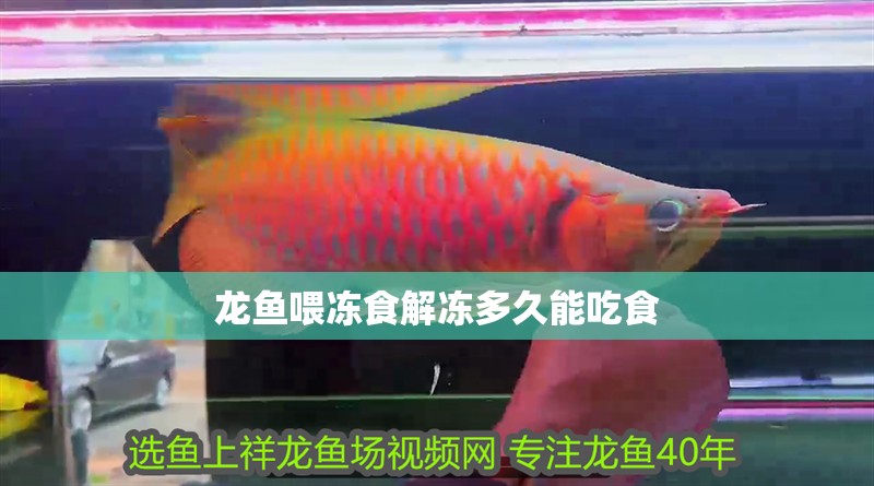 龍魚喂凍食解凍多久能吃食