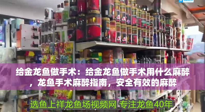 給金龍魚做手術：給金龍魚做手術用什么麻醉，龍魚手術麻醉指南，安全有效的麻醉