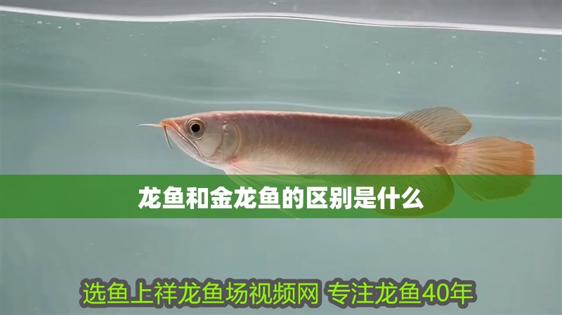 龍魚和金龍魚的區別是什么